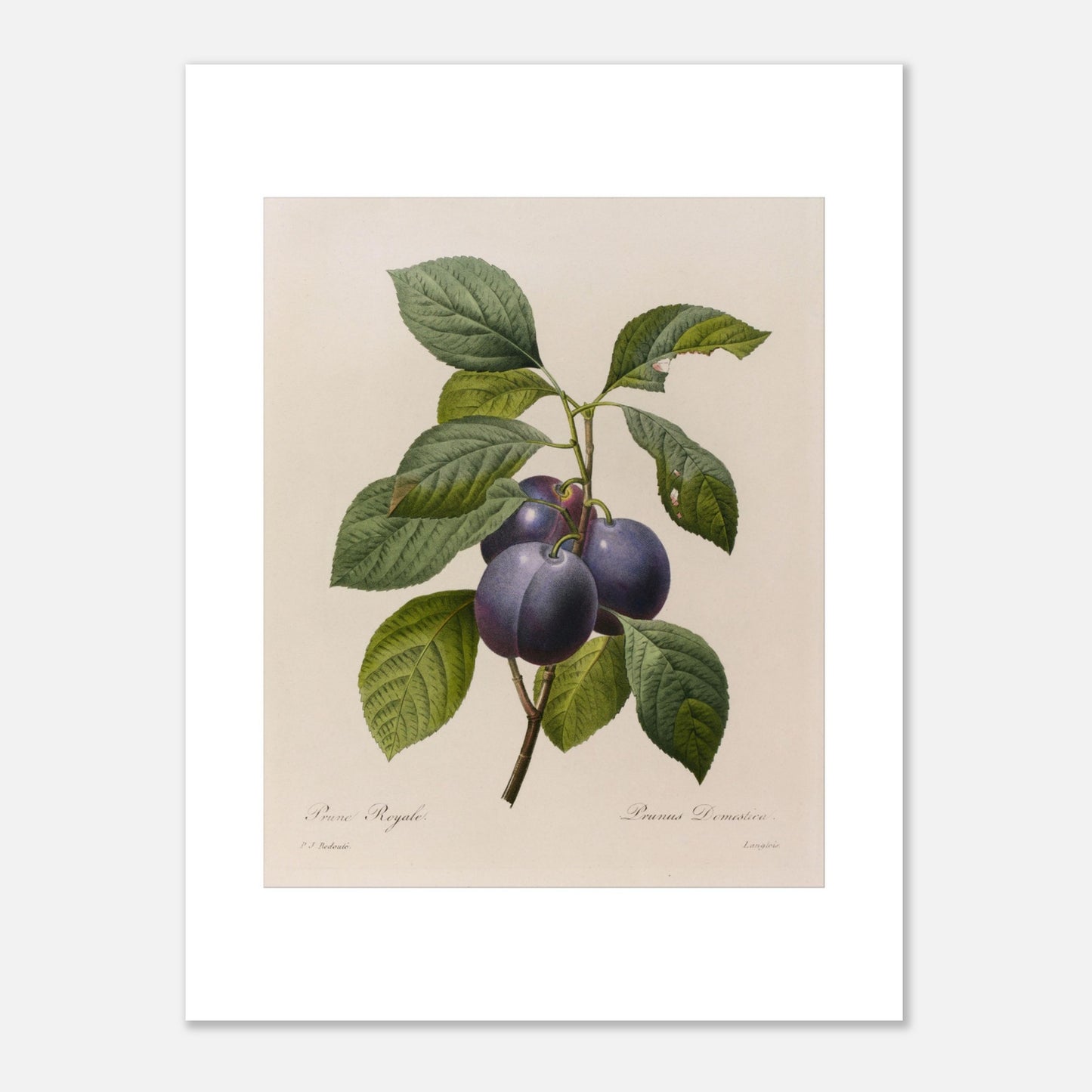 Planche botanique ancienne Prune Royale par Pierre-Joseph Redouté (30x40 cm). Gravure botanique vintage par Pierre-Joseph Redouté représentant une branche de Prune Royale (Prunus Domestica) avec trois prunes violettes et des feuilles vertes.