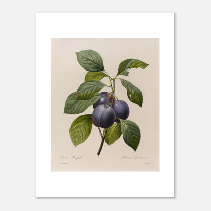 Planche botanique ancienne Prune Royale par Pierre-Joseph Redouté (30x40 cm). Gravure botanique vintage par Pierre-Joseph Redouté représentant une branche de Prune Royale (Prunus Domestica) avec trois prunes violettes et des feuilles vertes.