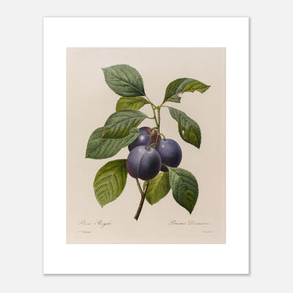 Planche botanique ancienne Prune Royale par Pierre-Joseph Redouté (40x50 cm). Gravure botanique vintage par Pierre-Joseph Redouté représentant une branche de Prune Royale (Prunus Domestica) avec trois prunes violettes et des feuilles vertes.