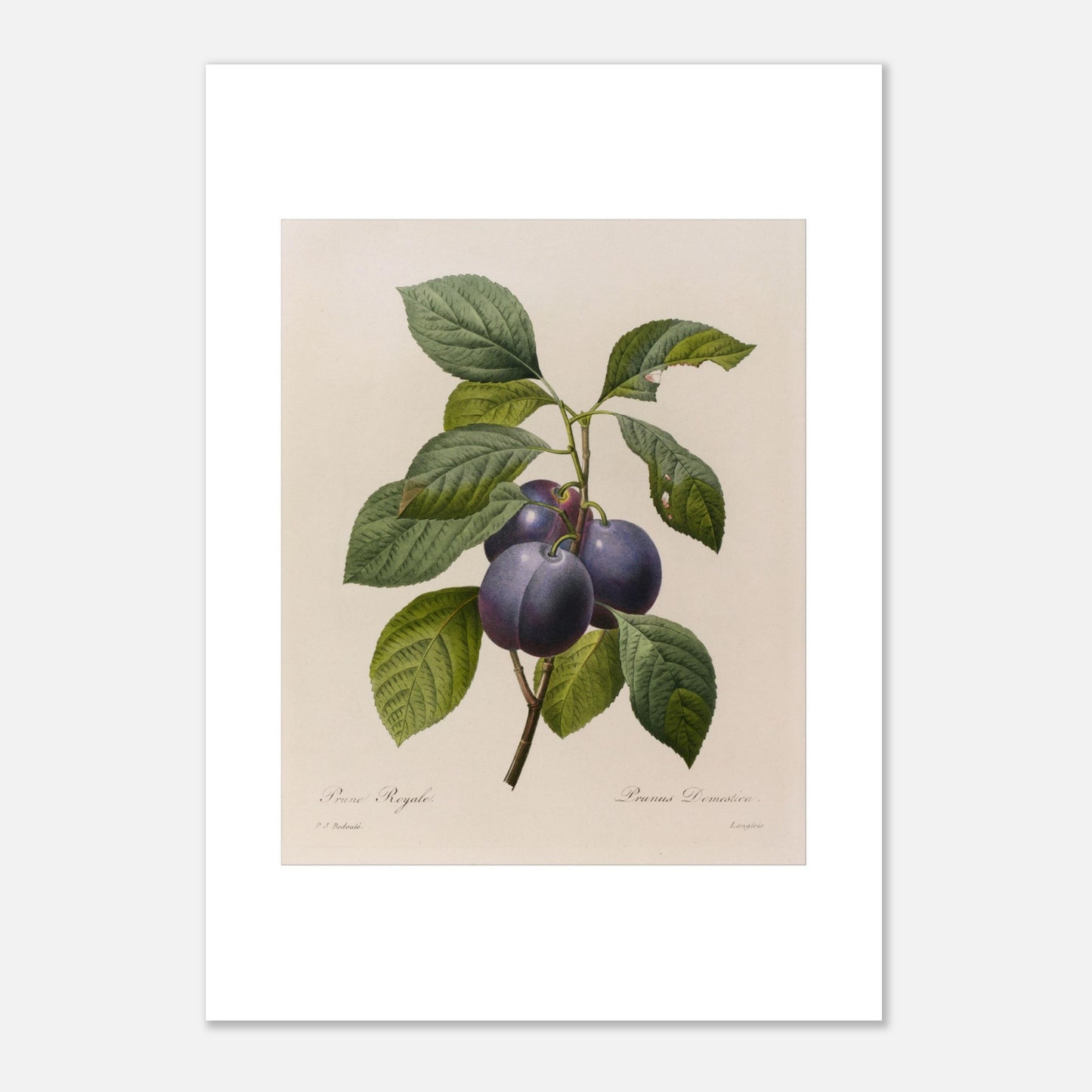 Planche botanique ancienne Prune Royale par Pierre-Joseph Redouté (42x59,4 cm (A2)). Gravure botanique vintage par Pierre-Joseph Redouté représentant une branche de Prune Royale (Prunus Domestica) avec trois prunes violettes et des feuilles vertes.