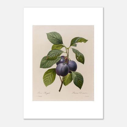 Planche botanique ancienne Prune Royale par Pierre-Joseph Redouté (50x70 cm). Gravure botanique vintage par Pierre-Joseph Redouté représentant une branche de Prune Royale (Prunus Domestica) avec trois prunes violettes et des feuilles vertes.