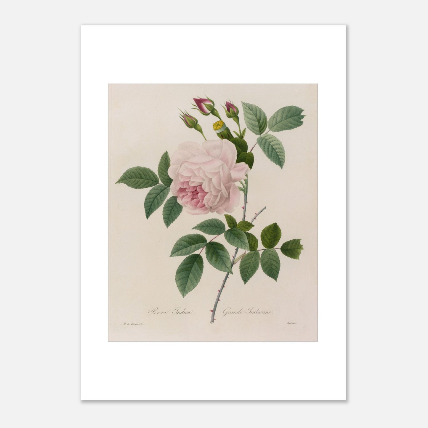 Planche botanique ancienne Rosa Indica par Pierre-Joseph Redouté (21x29,7 cm (A4)). Planche botanique d'une Rosa Indica par Pierre-Joseph Redouté, montrant une rose rose pâle avec de nombreux pétales, des bourgeons roses, des feuilles vertes et des tiges épineuses.