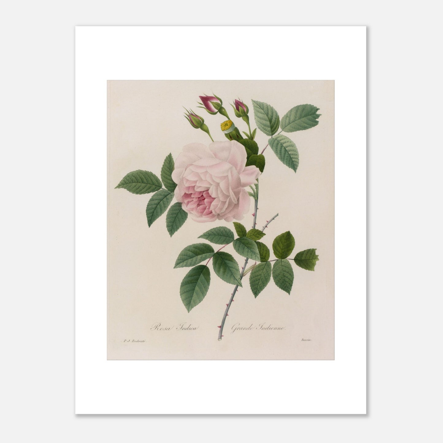 Planche botanique ancienne Rosa Indica par Pierre-Joseph Redouté (30x40 cm). Planche botanique d'une Rosa Indica par Pierre-Joseph Redouté, montrant une rose rose pâle avec de nombreux pétales, des bourgeons roses, des feuilles vertes et des tiges épineuses.