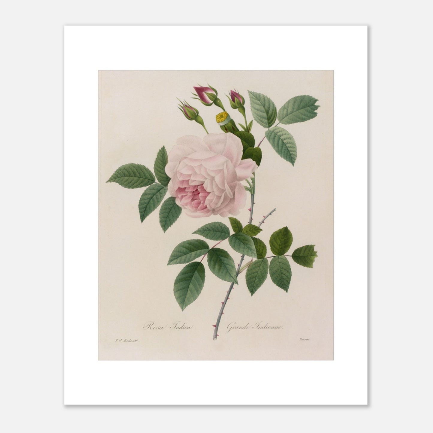 Planche botanique ancienne Rosa Indica par Pierre-Joseph Redouté (40x50 cm). Planche botanique d'une Rosa Indica par Pierre-Joseph Redouté, montrant une rose rose pâle avec de nombreux pétales, des bourgeons roses, des feuilles vertes et des tiges épineuses.