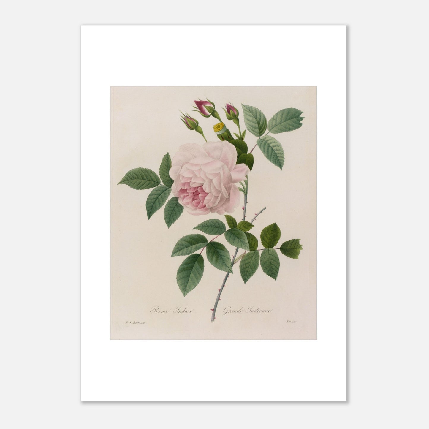 Planche botanique ancienne Rosa Indica par Pierre-Joseph Redouté (42x59,4 cm (A2)). Planche botanique d'une Rosa Indica par Pierre-Joseph Redouté, montrant une rose rose pâle avec de nombreux pétales, des bourgeons roses, des feuilles vertes et des tiges épineuses.
