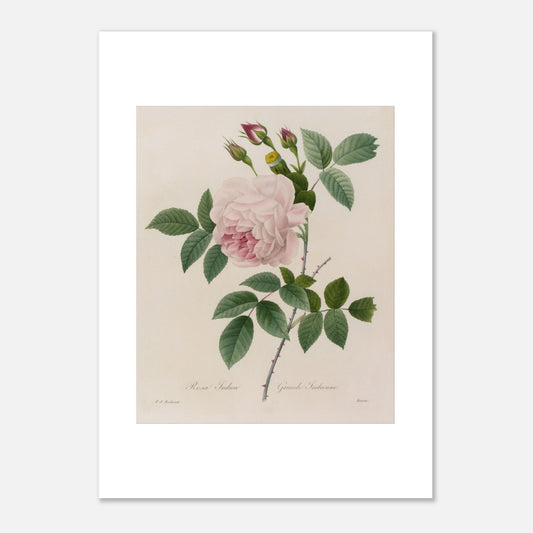 Planche botanique ancienne Rosa Indica par Pierre-Joseph Redouté (50x70 cm). Planche botanique d'une Rosa Indica par Pierre-Joseph Redouté, montrant une rose rose pâle avec de nombreux pétales, des bourgeons roses, des feuilles vertes et des tiges épineuses.