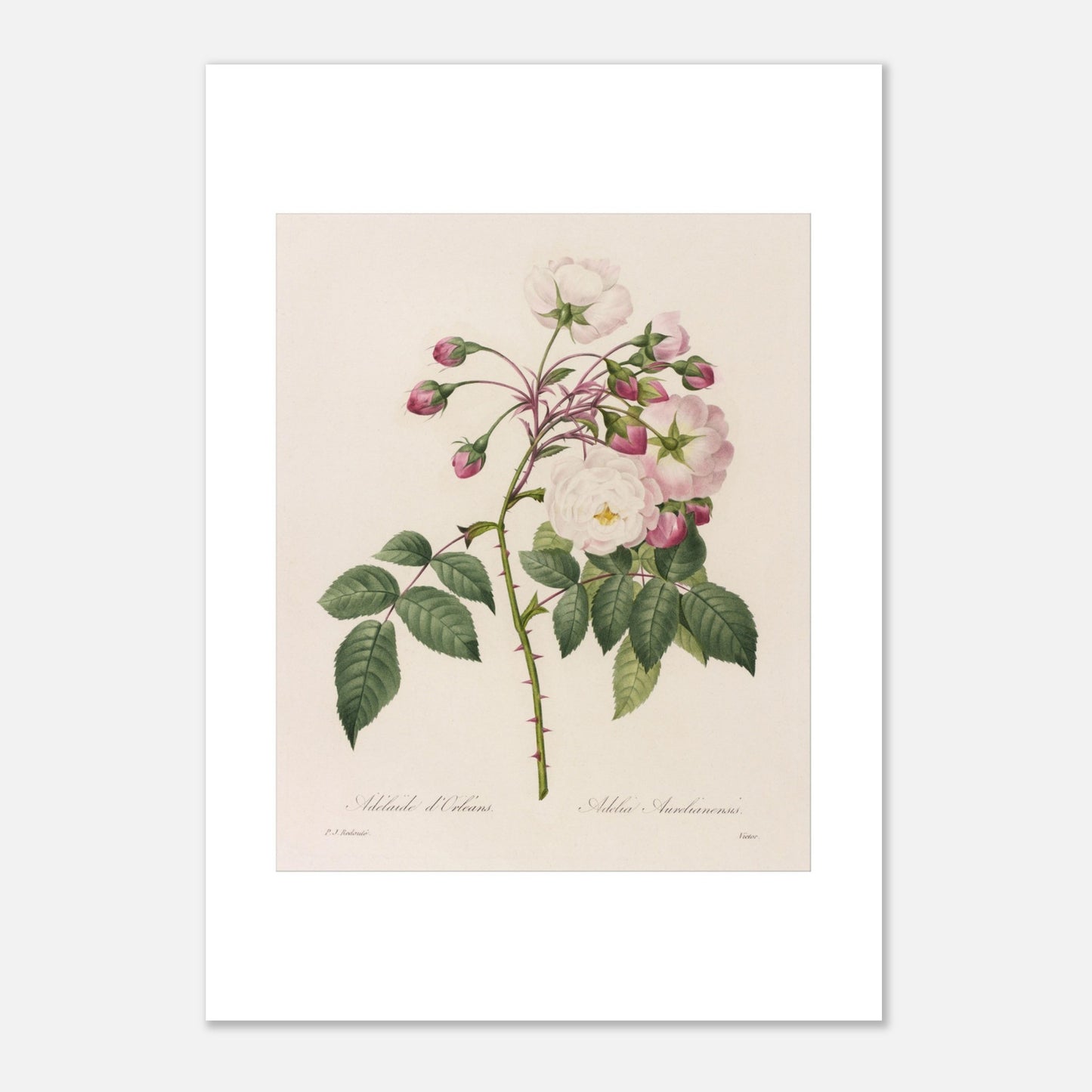 Planche botanique ancienne Rosa Semperflorens par Pierre-Joseph Redouté (21x29,7 cm (A4)). Planche botanique de Pierre-Joseph Redouté représentant une branche de rosier avec des fleurs blanches et roses, ainsi que des boutons et des feuilles vertes épineuses.