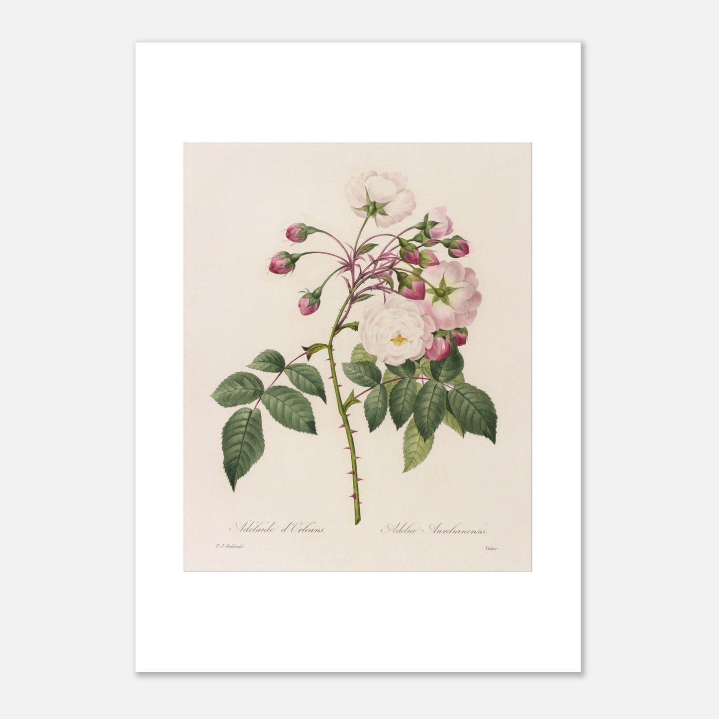 Planche botanique ancienne Rosa Semperflorens par Pierre-Joseph Redouté (29,7x42 cm (A3)). Planche botanique de Pierre-Joseph Redouté représentant une branche de rosier avec des fleurs blanches et roses, ainsi que des boutons et des feuilles vertes épineuses.