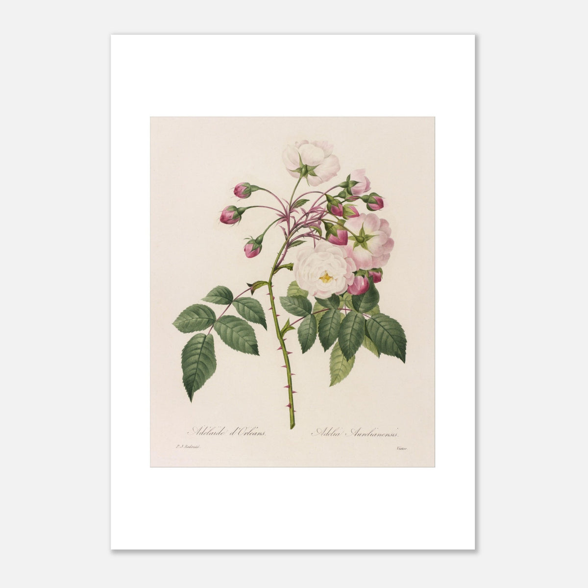 Antica tavola botanica Rosa Semperflorens di Pierre-Joseph Redouté (29,7x42 cm (A3)). Tavola botanica di Pierre-Joseph Redouté che mostra un ramo di rosa con fiori bianchi e rosa, oltre a boccioli e foglie verdi spinose.