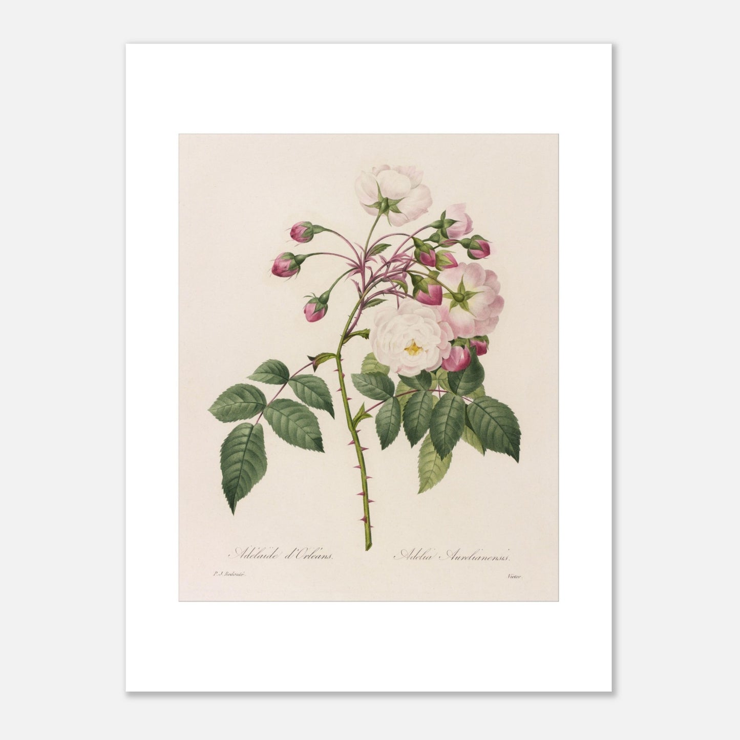 Planche botanique ancienne Rosa Semperflorens par Pierre-Joseph Redouté (30x40 cm). Planche botanique de Pierre-Joseph Redouté représentant une branche de rosier avec des fleurs blanches et roses, ainsi que des boutons et des feuilles vertes épineuses.