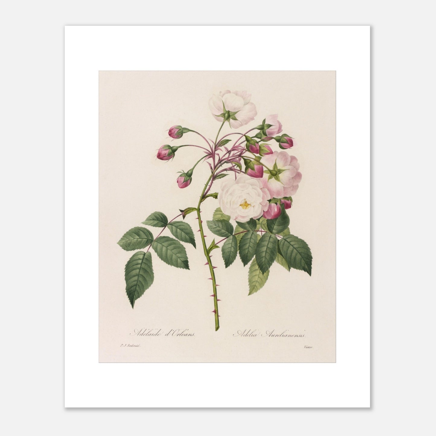 Planche botanique ancienne Rosa Semperflorens par Pierre-Joseph Redouté (40x50 cm). Planche botanique de Pierre-Joseph Redouté représentant une branche de rosier avec des fleurs blanches et roses, ainsi que des boutons et des feuilles vertes épineuses.