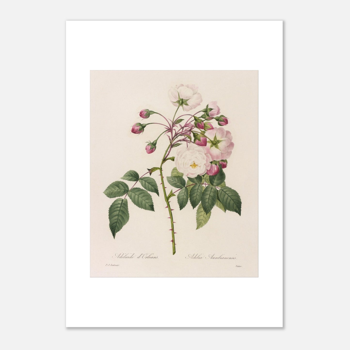 Planche botanique ancienne Rosa Semperflorens par Pierre-Joseph Redouté (42x59,4 cm (A2)). Planche botanique de Pierre-Joseph Redouté représentant une branche de rosier avec des fleurs blanches et roses, ainsi que des boutons et des feuilles vertes épineuses.