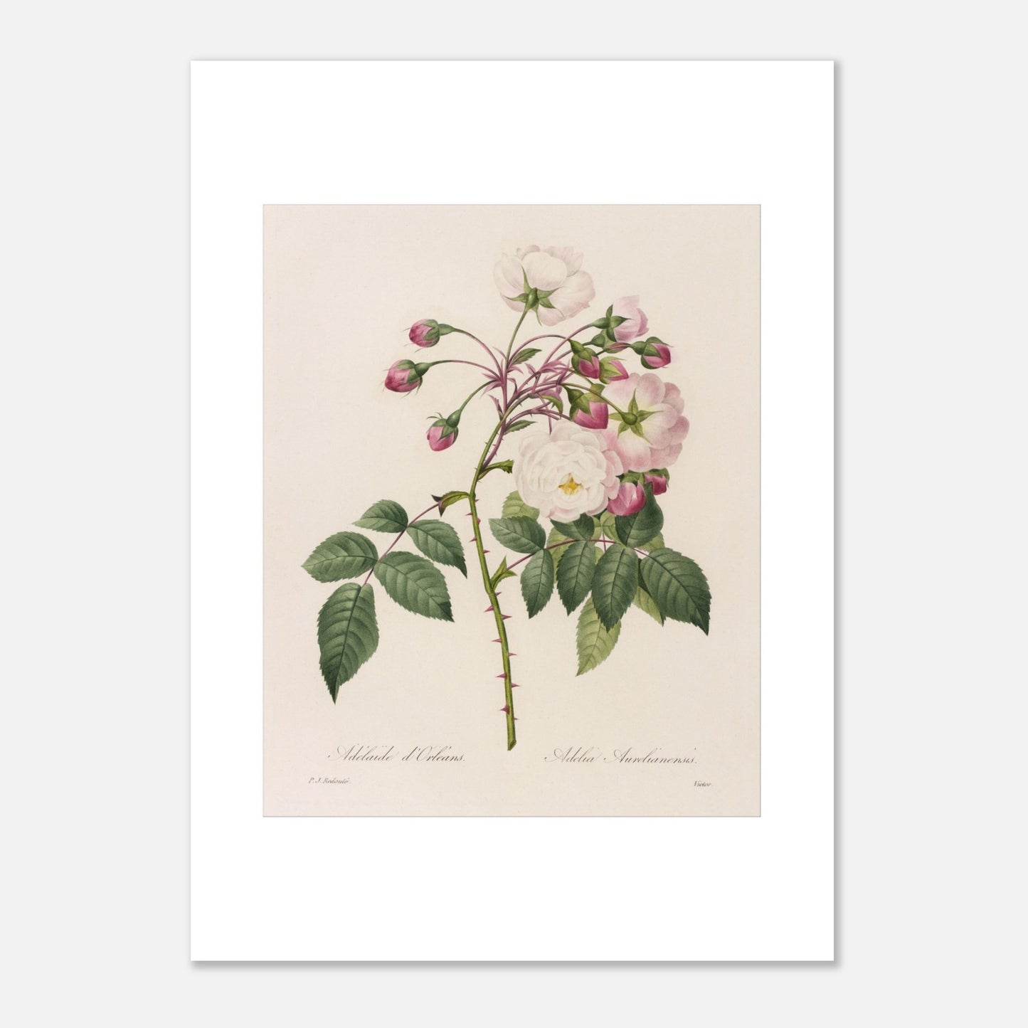 Planche botanique ancienne Rosa Semperflorens par Pierre-Joseph Redouté (50x70 cm). Planche botanique de Pierre-Joseph Redouté représentant une branche de rosier avec des fleurs blanches et roses, ainsi que des boutons et des feuilles vertes épineuses.