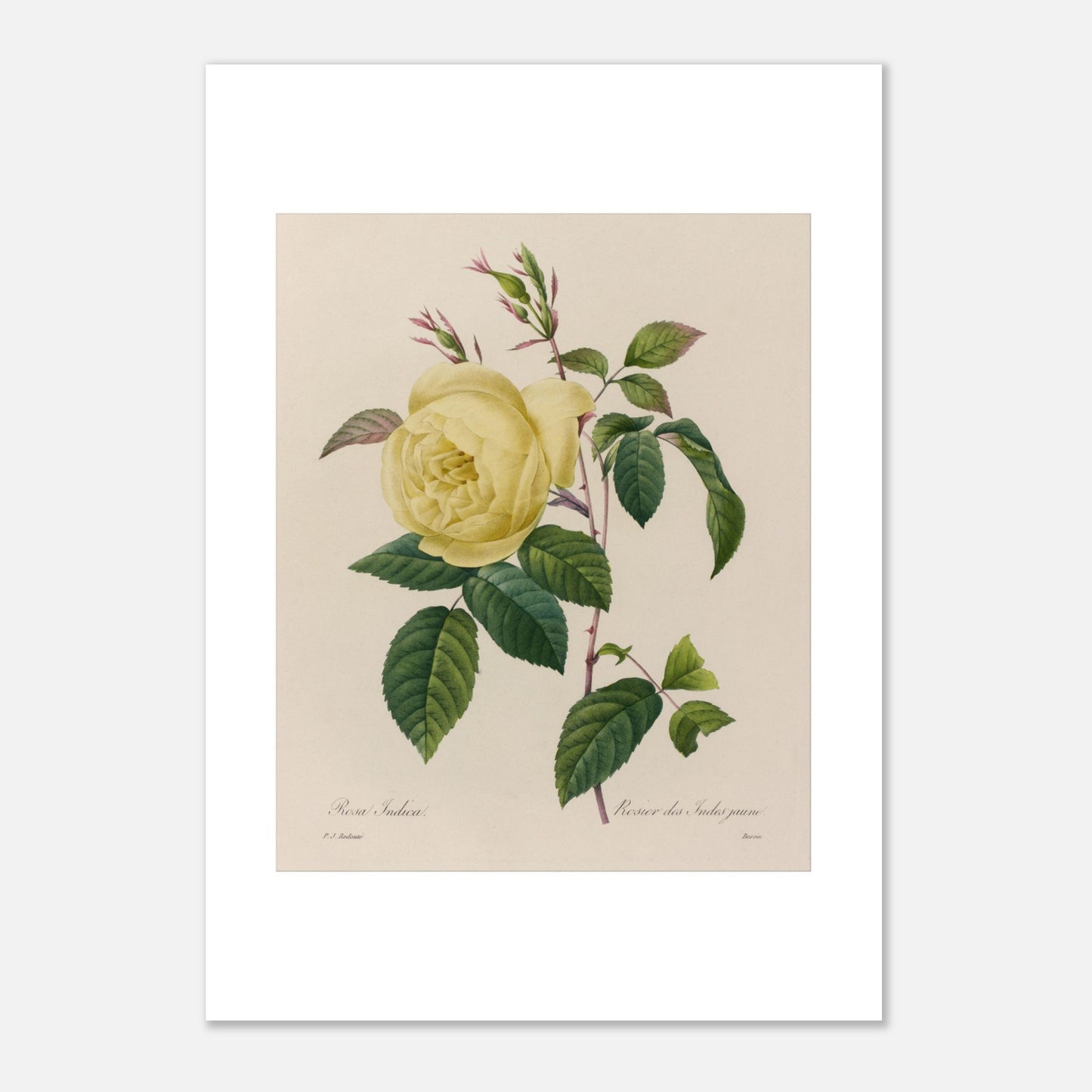 Planche botanique ancienne Rosier des Indes jaune par Redouté (21x29,7 cm (A4)). Planche botanique ancienne d'un rosier des Indes jaune par Pierre-Joseph Redouté, montrant une fleur jaune, des boutons et des feuilles vertes sur fond beige.