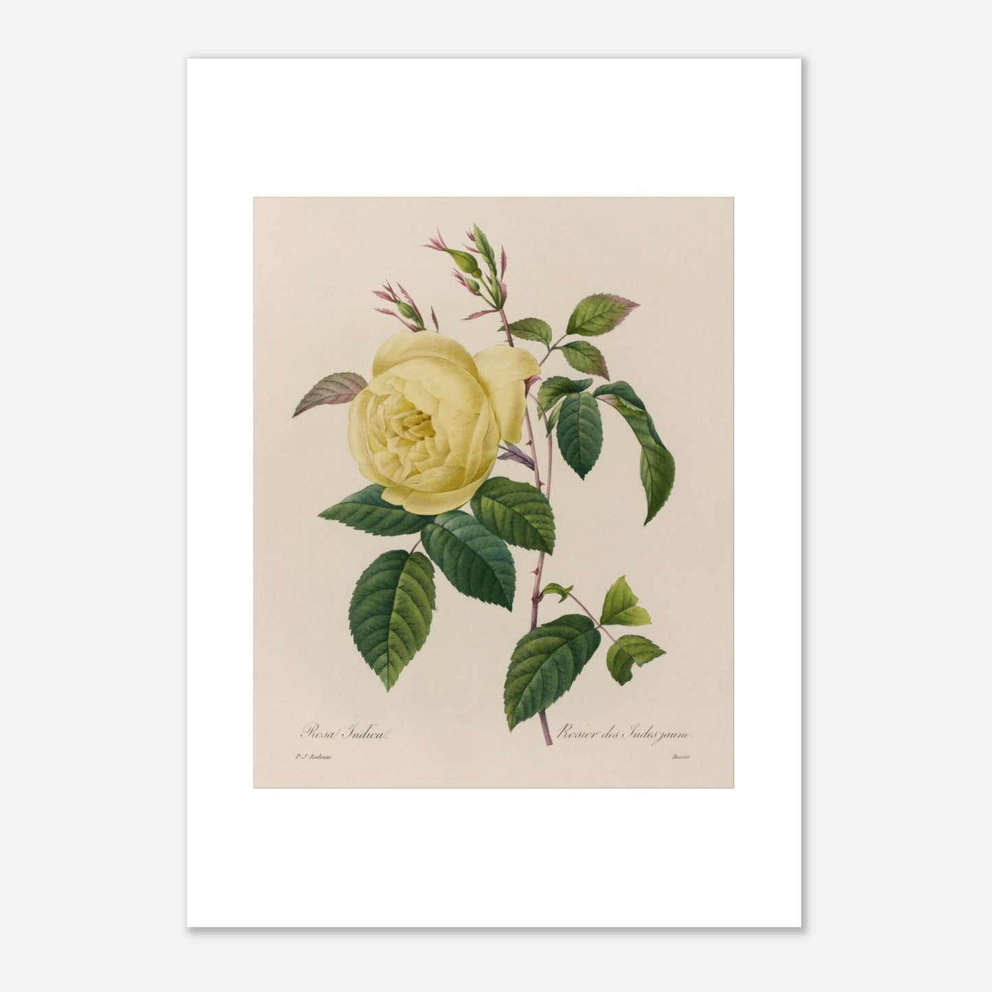 Planche botanique ancienne Rosier des Indes jaune par Redouté (29,7x42 cm (A3)). Planche botanique ancienne d'un rosier des Indes jaune par Pierre-Joseph Redouté, montrant une fleur jaune, des boutons et des feuilles vertes sur fond beige.