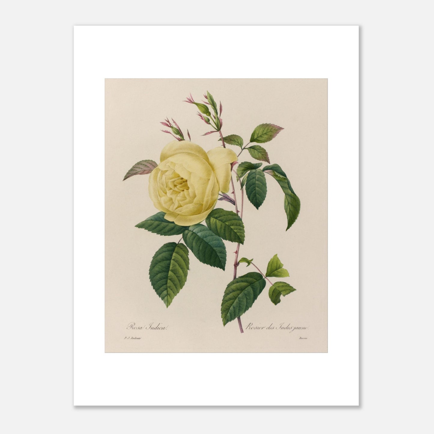 Planche botanique ancienne Rosier des Indes jaune par Redouté (30x40 cm). Planche botanique ancienne d'un rosier des Indes jaune par Pierre-Joseph Redouté, montrant une fleur jaune, des boutons et des feuilles vertes sur fond beige.