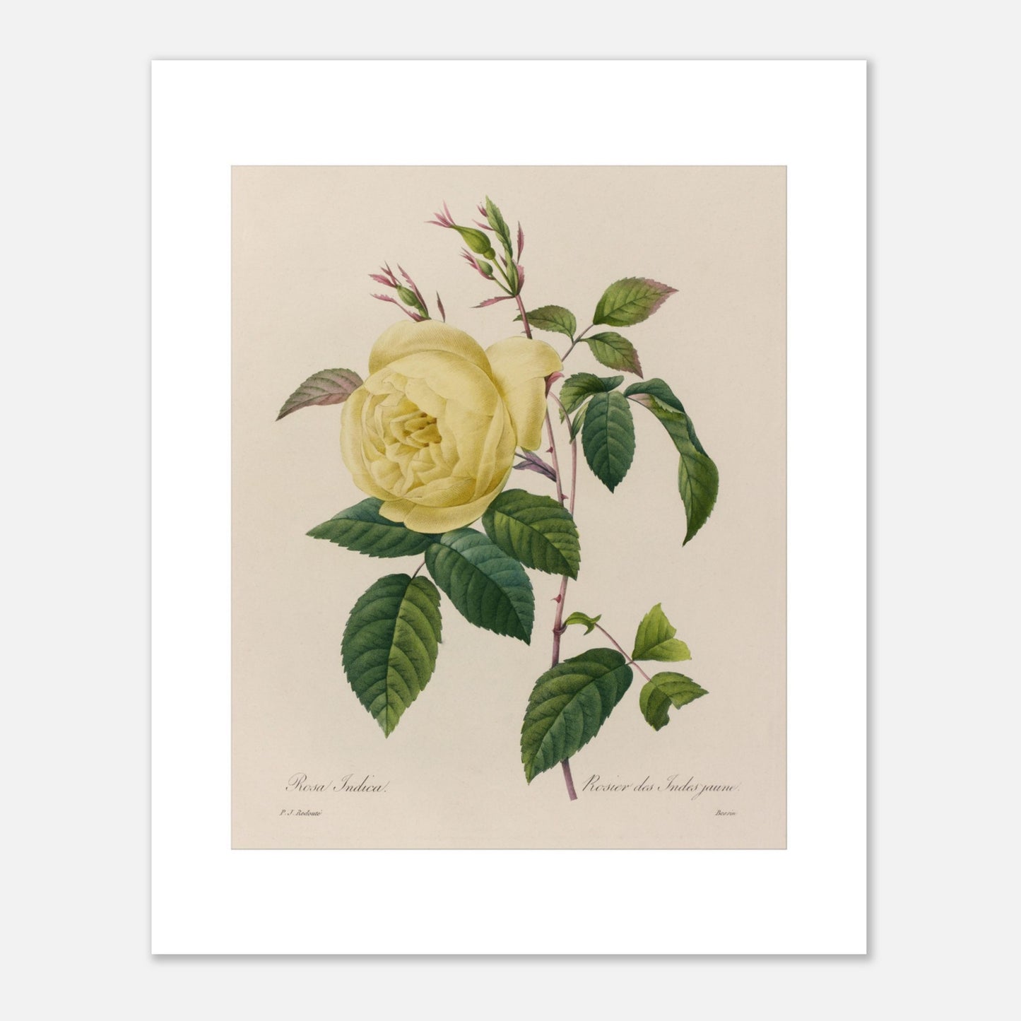 Planche botanique ancienne Rosier des Indes jaune par Redouté (40x50 cm). Planche botanique ancienne d'un rosier des Indes jaune par Pierre-Joseph Redouté, montrant une fleur jaune, des boutons et des feuilles vertes sur fond beige.