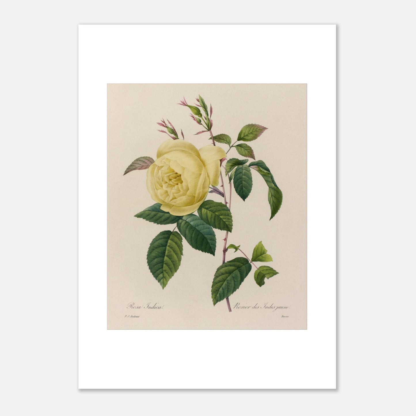 Planche botanique ancienne Rosier des Indes jaune par Redouté (42x59,4 cm (A2)). Planche botanique ancienne d'un rosier des Indes jaune par Pierre-Joseph Redouté, montrant une fleur jaune, des boutons et des feuilles vertes sur fond beige.