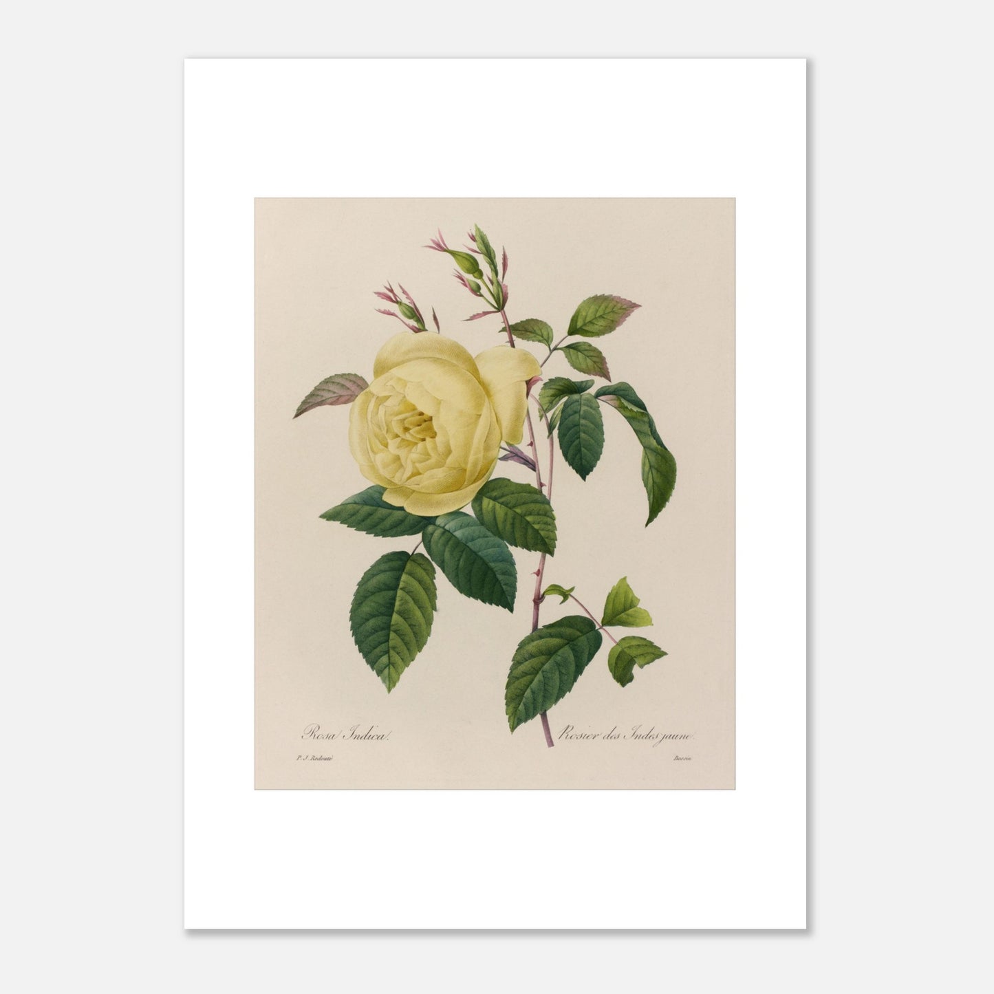 Planche botanique ancienne Rosier des Indes jaune par Redouté (50x70 cm). Planche botanique ancienne d'un rosier des Indes jaune par Pierre-Joseph Redouté, montrant une fleur jaune, des boutons et des feuilles vertes sur fond beige.