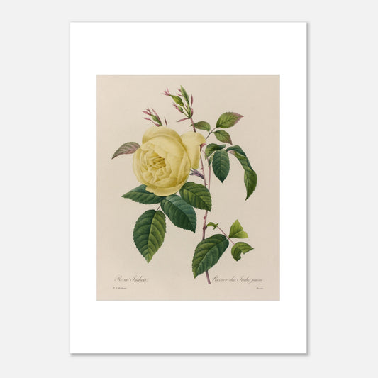 Planche botanique ancienne Rosier des Indes jaune par Redouté (50x70 cm). Planche botanique ancienne d'un rosier des Indes jaune par Pierre-Joseph Redouté, montrant une fleur jaune, des boutons et des feuilles vertes sur fond beige.