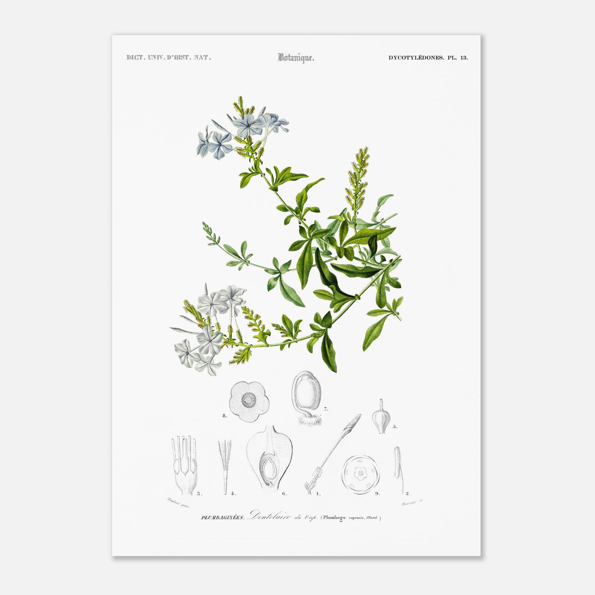 Planche botanique ancienne : Sauge à fleurs larges – d'Orbigny (29,7x42 cm (A3)). Planche botanique ancienne illustrant la Sauge à fleurs larges, avec des fleurs bleues, des feuilles vertes et des détails anatomiques.