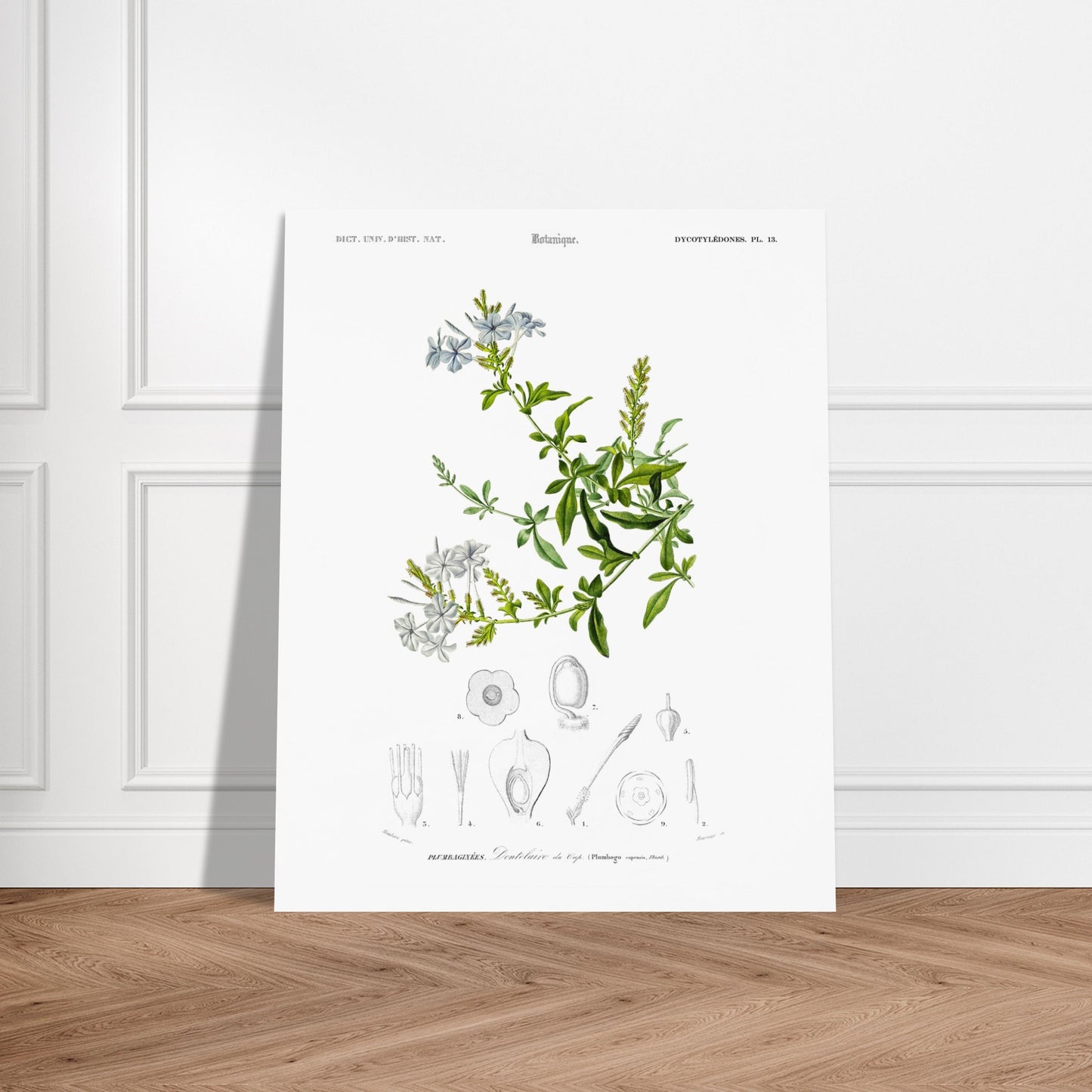 Planche botanique ancienne : Sauge à fleurs larges – d'Orbigny. Planche botanique ancienne illustrant la Sauge à fleurs larges, avec des fleurs bleues, des feuilles vertes et des détails anatomiques. Image d'illustration 5