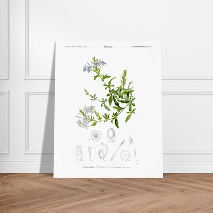 Planche botanique ancienne : Sauge à fleurs larges – d'Orbigny. Planche botanique ancienne illustrant la Sauge à fleurs larges, avec des fleurs bleues, des feuilles vertes et des détails anatomiques. Image d'illustration 5