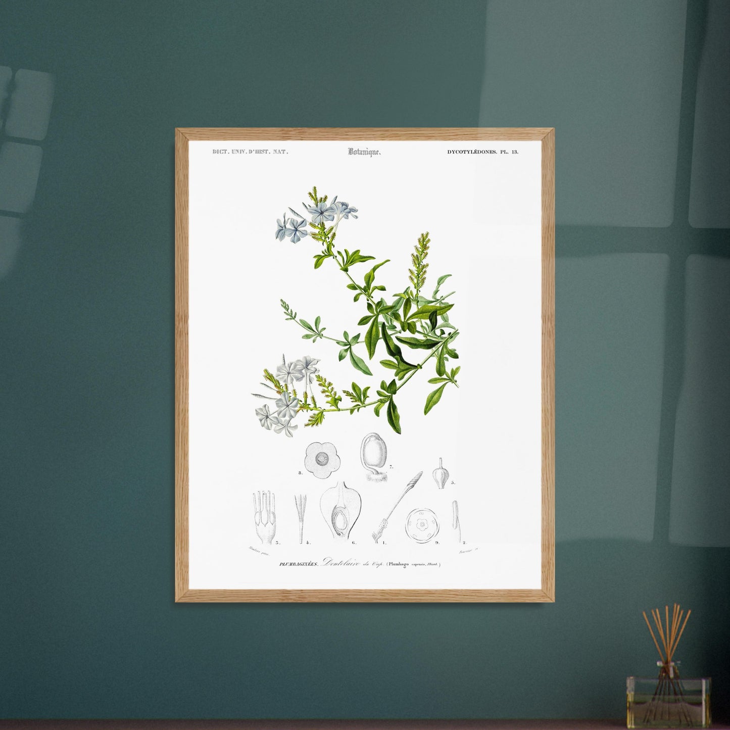 Planche botanique ancienne : Sauge à fleurs larges – d'Orbigny. Planche botanique ancienne illustrant la Sauge à fleurs larges, avec des fleurs bleues, des feuilles vertes et des détails anatomiques. Image d'illustration 6