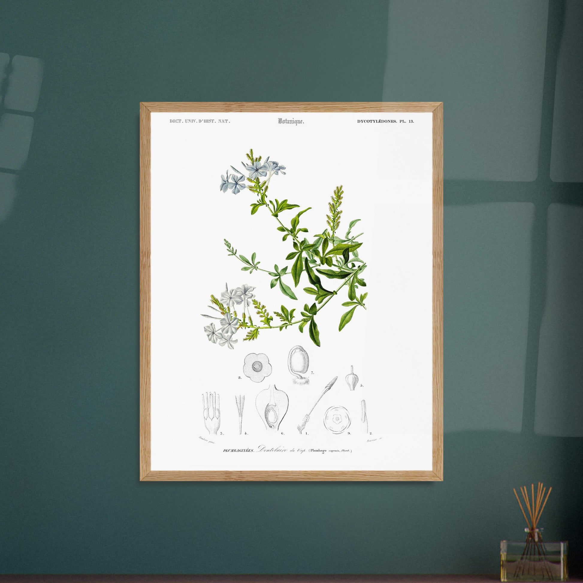 Planche botanique ancienne : Sauge à fleurs larges – d'Orbigny. Planche botanique ancienne illustrant la Sauge à fleurs larges, avec des fleurs bleues, des feuilles vertes et des détails anatomiques. Image d'illustration 6