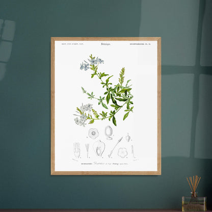 Planche botanique ancienne : Sauge à fleurs larges – d'Orbigny. Planche botanique ancienne illustrant la Sauge à fleurs larges, avec des fleurs bleues, des feuilles vertes et des détails anatomiques. Image d'illustration 6