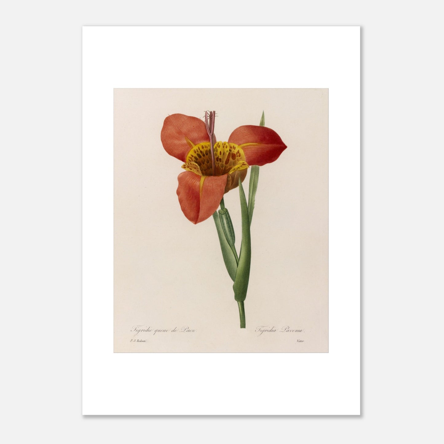 Planche botanique ancienne Tigridie Queue de Paon, Redouté (50x70 cm). Planche botanique d'une Tigridie Queue de Paon par Pierre-Joseph Redouté, représentant une fleur orange vif aux pétales tachetés de jaune, avec une tige verte et des feuilles.