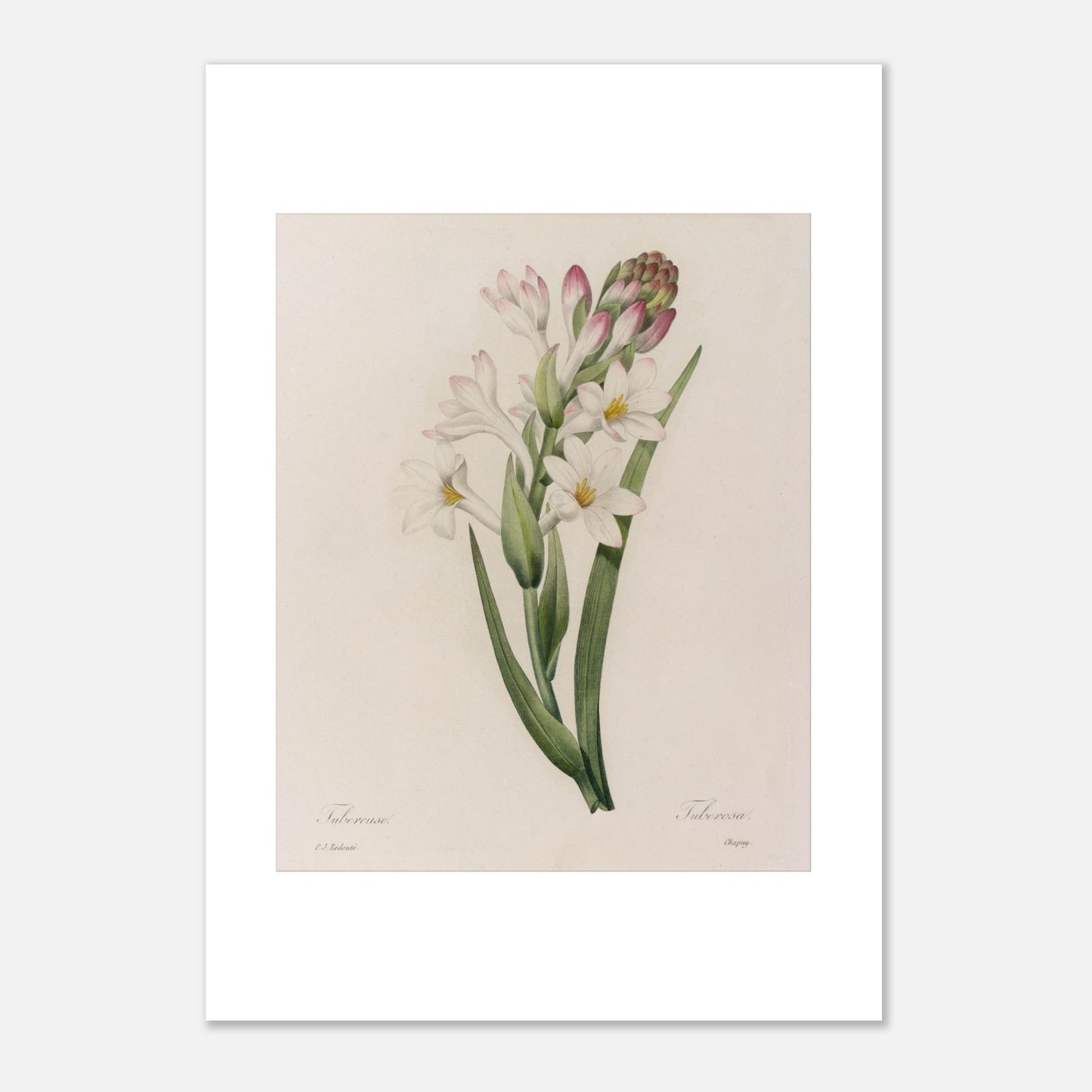 Planche botanique ancienne de la Tubéreuse par Pierre-Joseph Redouté (21x29,7 cm (A4)). Gravure naturaliste ancienne par Pierre-Joseph Redouté de la Tubéreuse, montrant une tige avec des fleurs blanches et roses et un bouton floral, entourée de feuilles vertes longues et étroites.