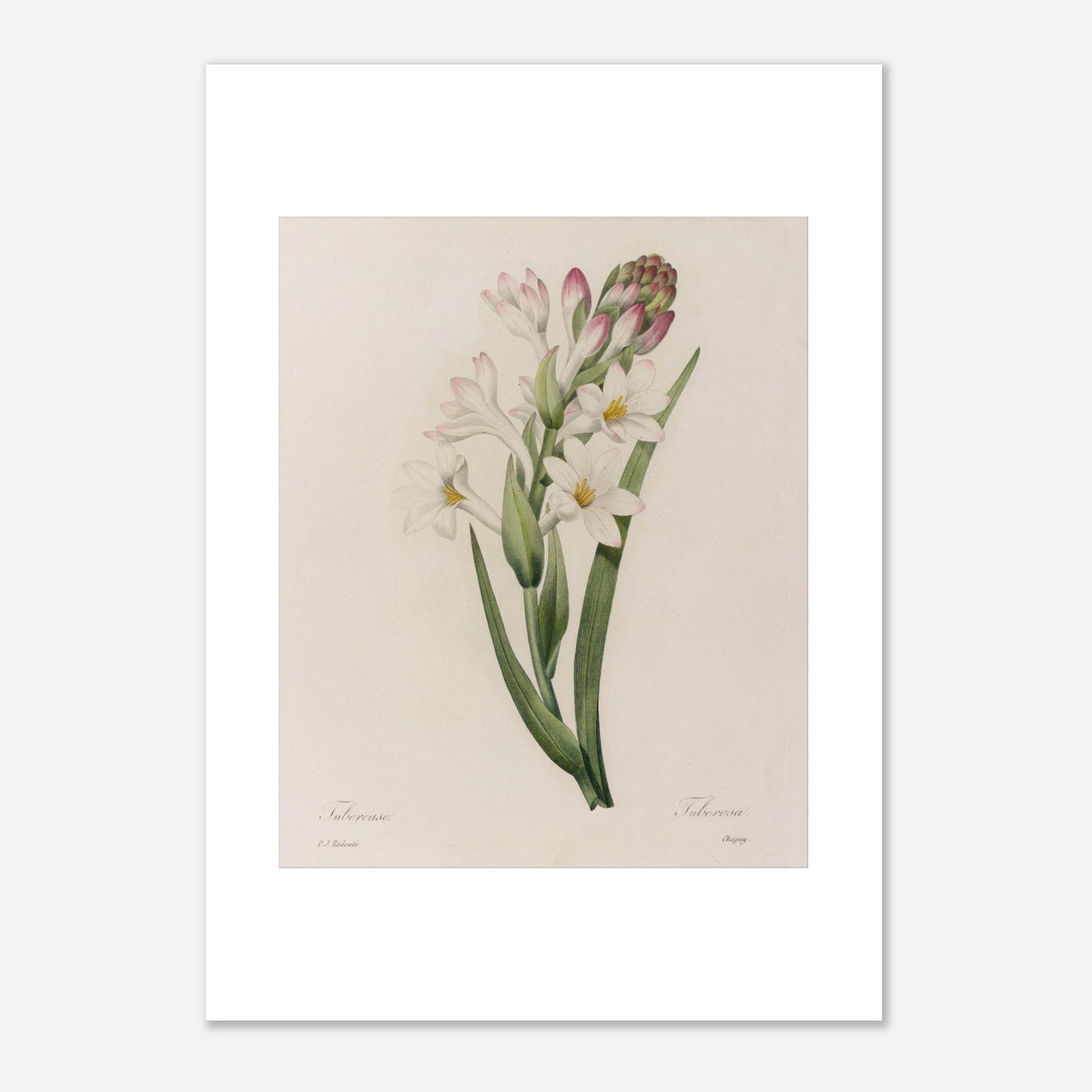 Planche botanique ancienne de la Tubéreuse par Pierre-Joseph Redouté (29,7x42 cm (A3)). Gravure naturaliste ancienne par Pierre-Joseph Redouté de la Tubéreuse, montrant une tige avec des fleurs blanches et roses et un bouton floral, entourée de feuilles vertes longues et étroites.
