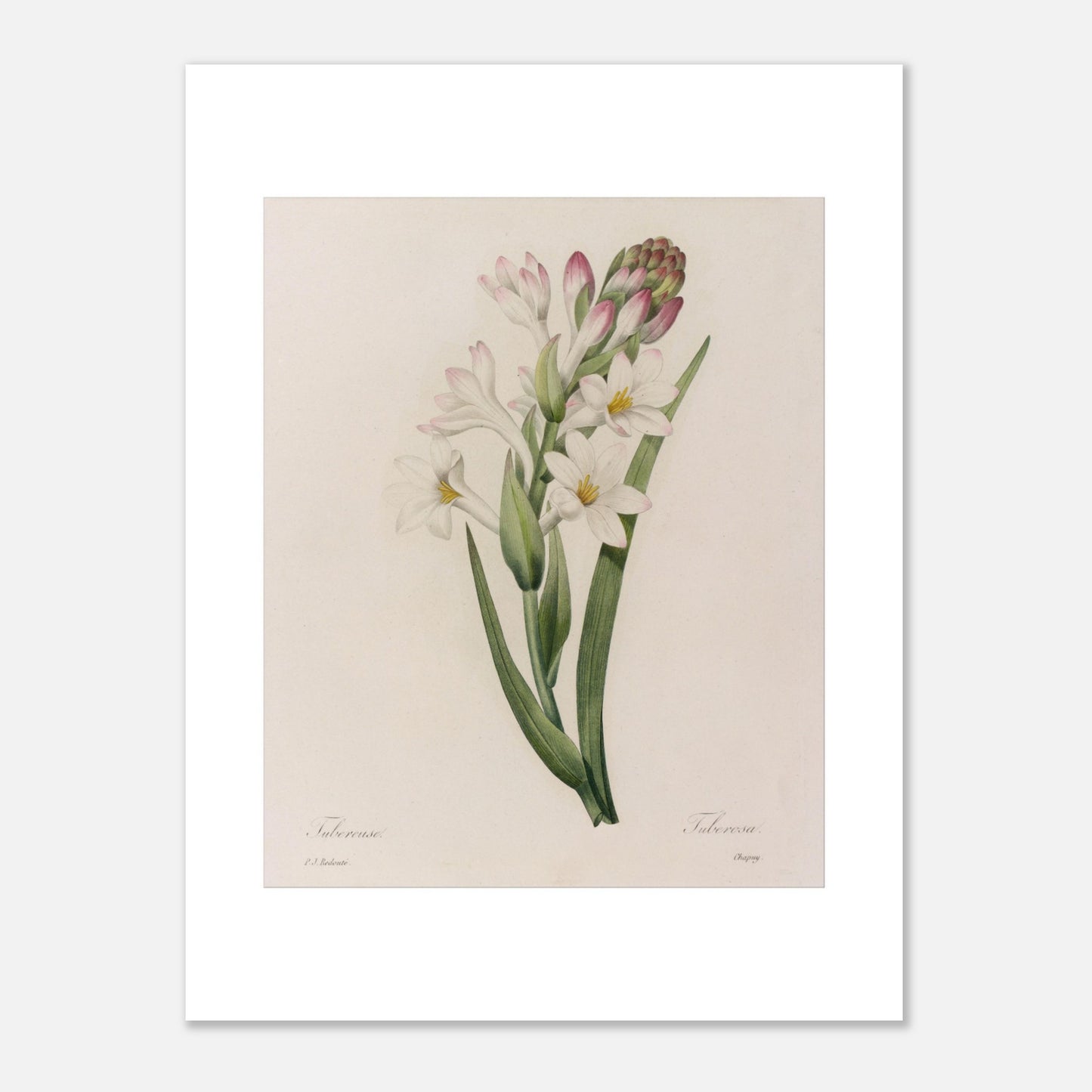 Planche botanique ancienne de la Tubéreuse par Pierre-Joseph Redouté (30x40 cm). Gravure naturaliste ancienne par Pierre-Joseph Redouté de la Tubéreuse, montrant une tige avec des fleurs blanches et roses et un bouton floral, entourée de feuilles vertes longues et étroites.