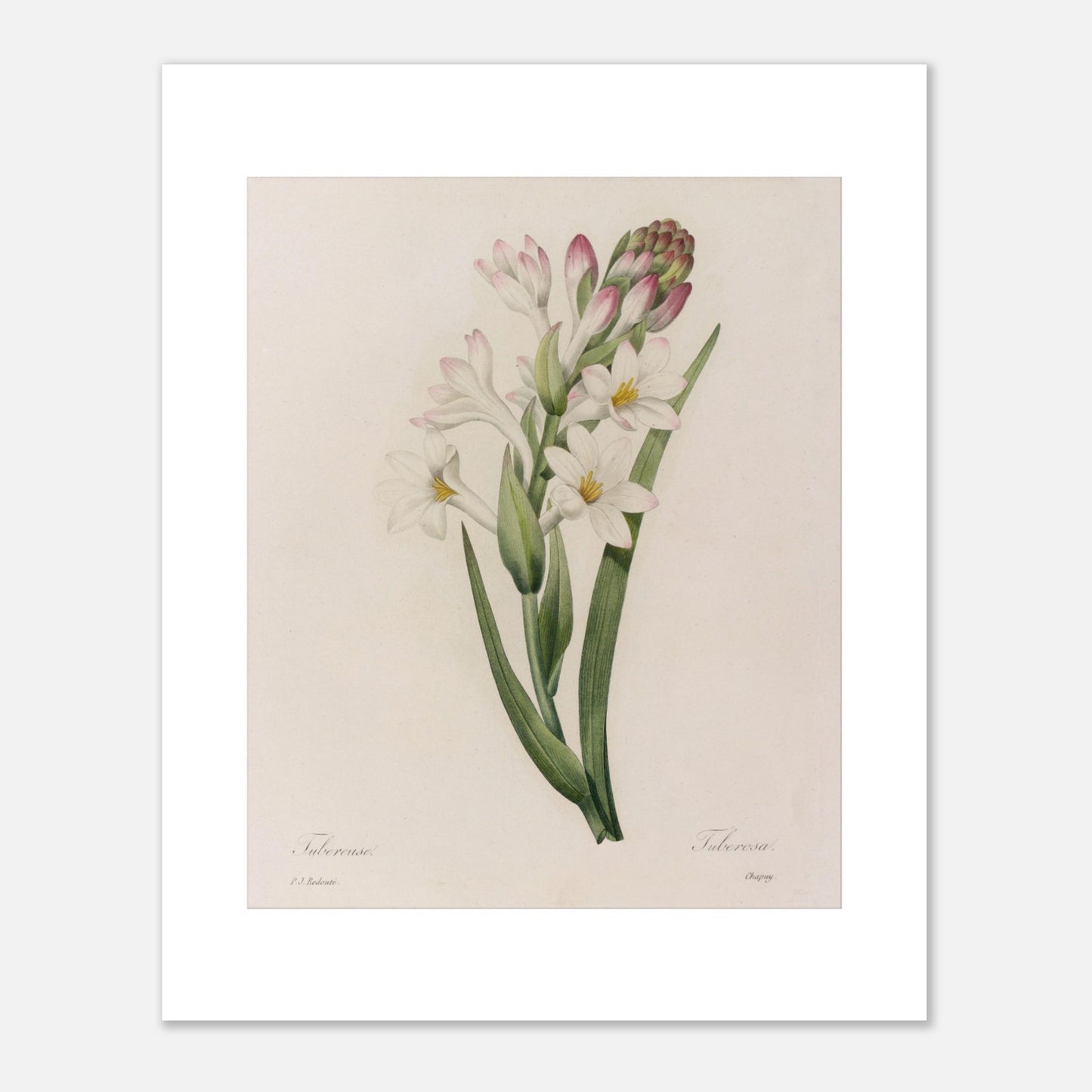 Planche botanique ancienne de la Tubéreuse par Pierre-Joseph Redouté (40x50 cm). Gravure naturaliste ancienne par Pierre-Joseph Redouté de la Tubéreuse, montrant une tige avec des fleurs blanches et roses et un bouton floral, entourée de feuilles vertes longues et étroites.