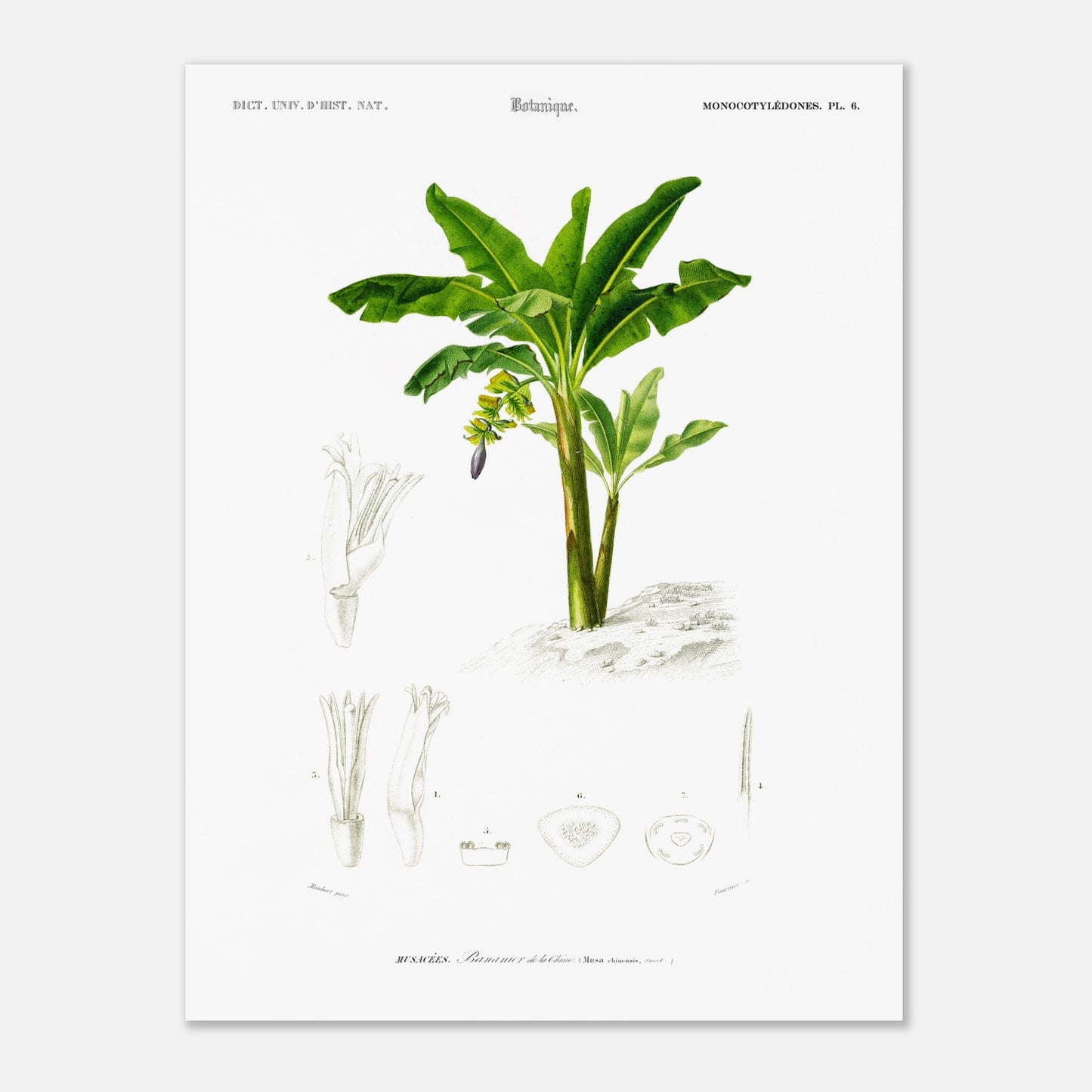 Planche botanique ancienne du Bananier de la Chine, Charles d'Orbigny (30x40 cm). Planche botanique du Dictionnaire Universel d'Histoire Naturelle présentant un bananier de la Chine, avec des détails de ses fleurs.