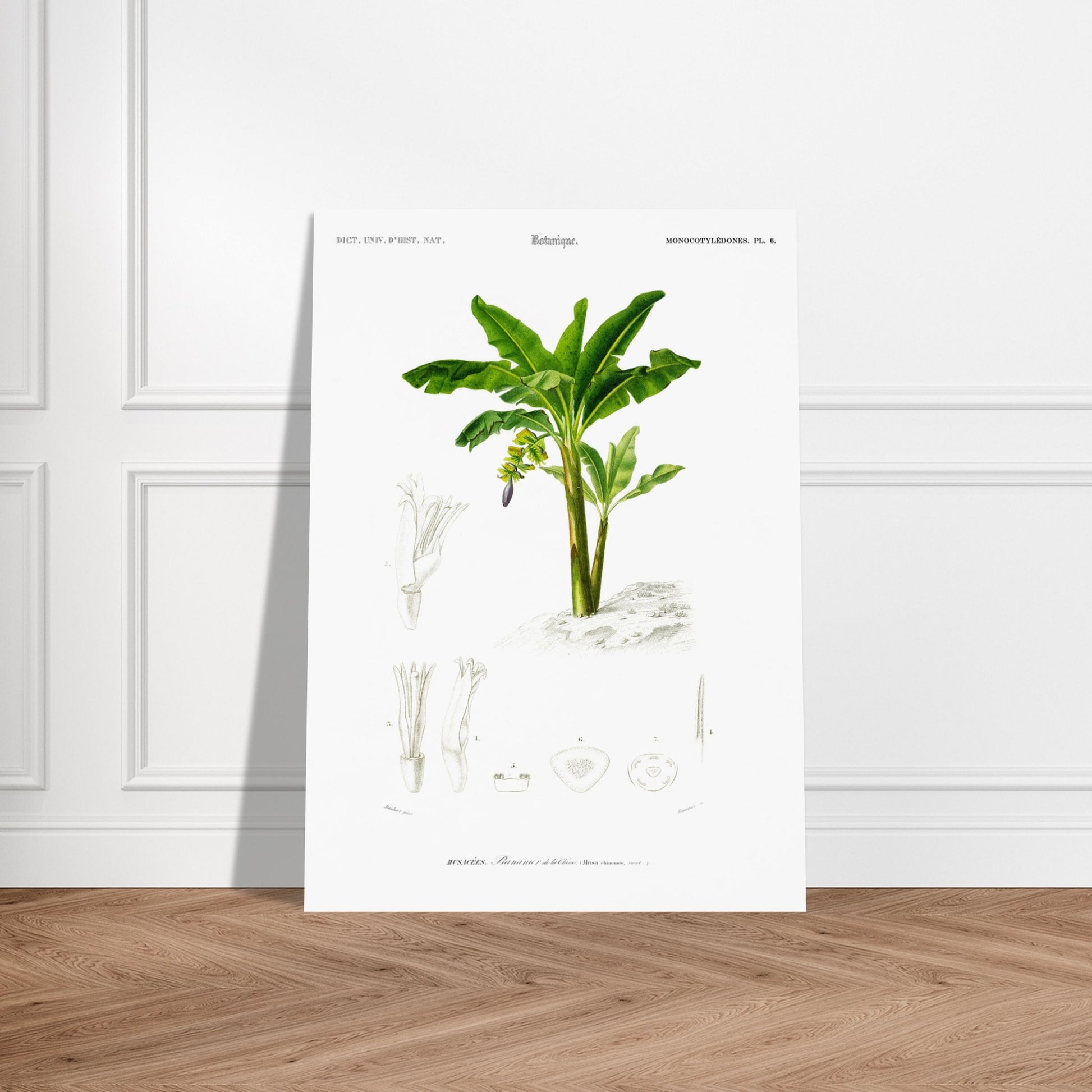 Planche botanique ancienne du Bananier de la Chine, Charles d'Orbigny. Planche botanique du Dictionnaire Universel d'Histoire Naturelle présentant un bananier de la Chine, avec des détails de ses fleurs. Image d'illustration 5