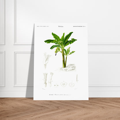 Planche botanique ancienne du Bananier de la Chine, Charles d'Orbigny. Planche botanique du Dictionnaire Universel d'Histoire Naturelle présentant un bananier de la Chine, avec des détails de ses fleurs. Image d'illustration 5