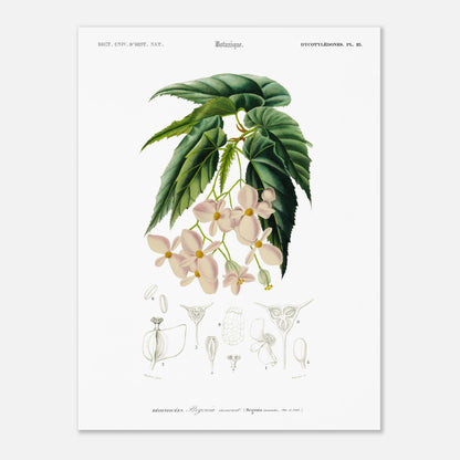 Planche botanique ancienne : Bégonia incarnat par d'Orbigny (30x40 cm). Illustration botanique de Charles d'Orbigny du Bégonia incarnat, présentant la plante avec ses fleurs roses pâles, ses feuilles et des vues anatomiques.