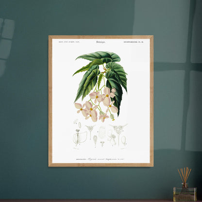 Planche botanique ancienne : Bégonia incarnat par d'Orbigny. Illustration botanique de Charles d'Orbigny du Bégonia incarnat, présentant la plante avec ses fleurs roses pâles, ses feuilles et des vues anatomiques. Image d'illustration 5