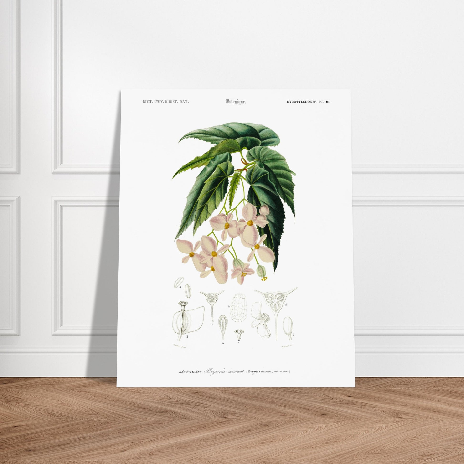 Planche botanique ancienne : Bégonia incarnat par d'Orbigny. Illustration botanique de Charles d'Orbigny du Bégonia incarnat, présentant la plante avec ses fleurs roses pâles, ses feuilles et des vues anatomiques. Image d'illustration 6