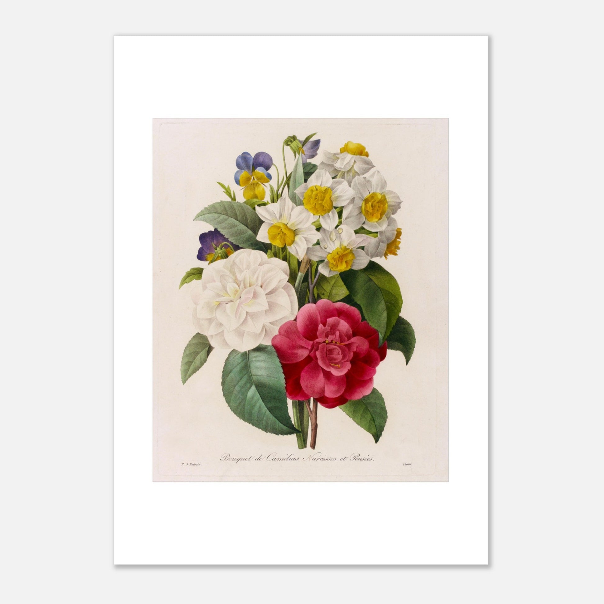 Planche botanique ancienne Bignonia Capensis par Pierre-Joseph Redouté (21x29,7 cm (A4)). Illustration naturaliste d'une Bignonia Capensis par Pierre-Joseph Redouté, avec ses fleurs orange et rouges, ses feuilles vertes et ses bourgeons.