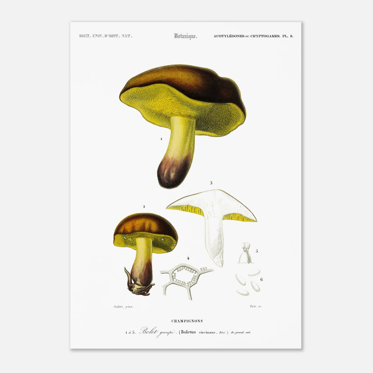 Planche botanique : Bolet groupé - Charles d'Orbigny (29,7x42 cm (A3)). Planche botanique du XIXe siècle représentant un bolet groupé (Boletus circinans), avec des vues de différentes parties du champignon.