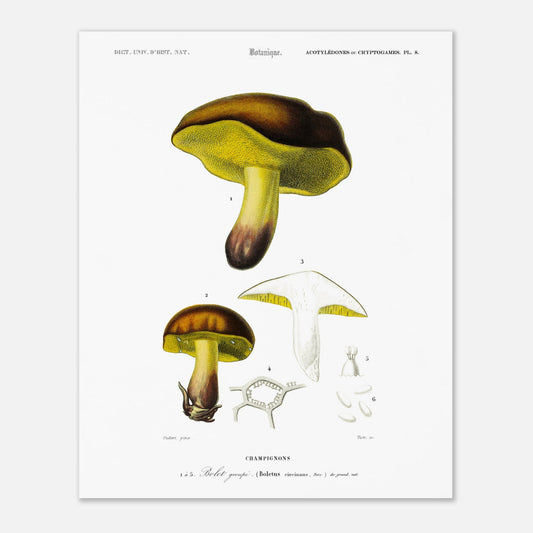 Planche botanique : Bolet groupé - Charles d'Orbigny (40x50 cm). Planche botanique du XIXe siècle représentant un bolet groupé (Boletus circinans), avec des vues de différentes parties du champignon.