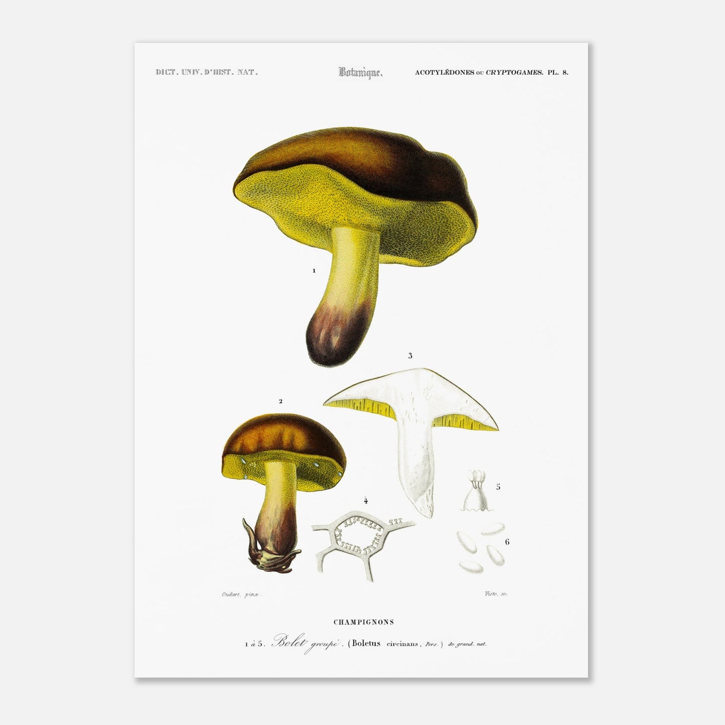 Planche botanique : Bolet groupé - Charles d'Orbigny (50x70 cm). Planche botanique du XIXe siècle représentant un bolet groupé (Boletus circinans), avec des vues de différentes parties du champignon.