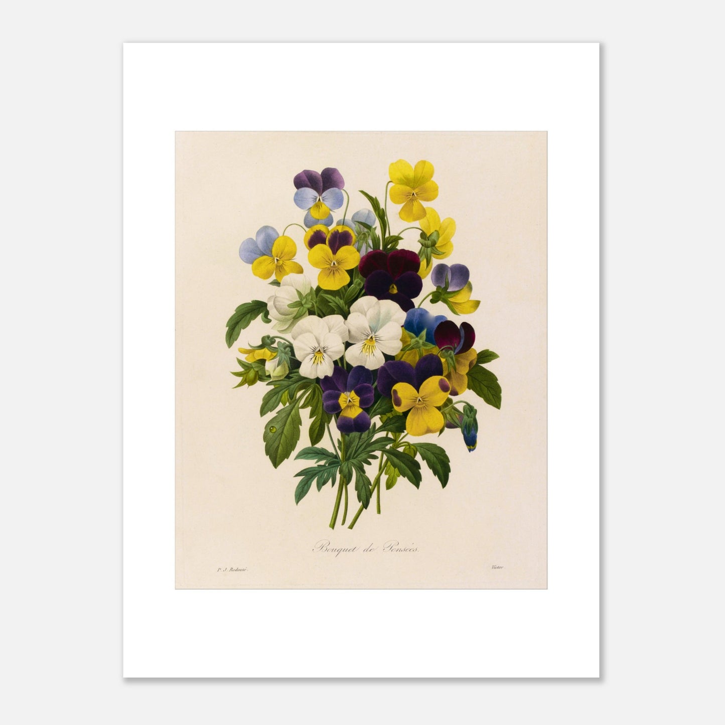 Planche botanique Bouquet de Pensées par Pierre-Joseph Redouté (30x40 cm). Reproduction d'une planche botanique ancienne de 'Bouquet de Pensées' par Pierre-Joseph Redouté, montrant un arrangement de pensées de diverses couleurs : jaunes, violettes, bleues et blanches.