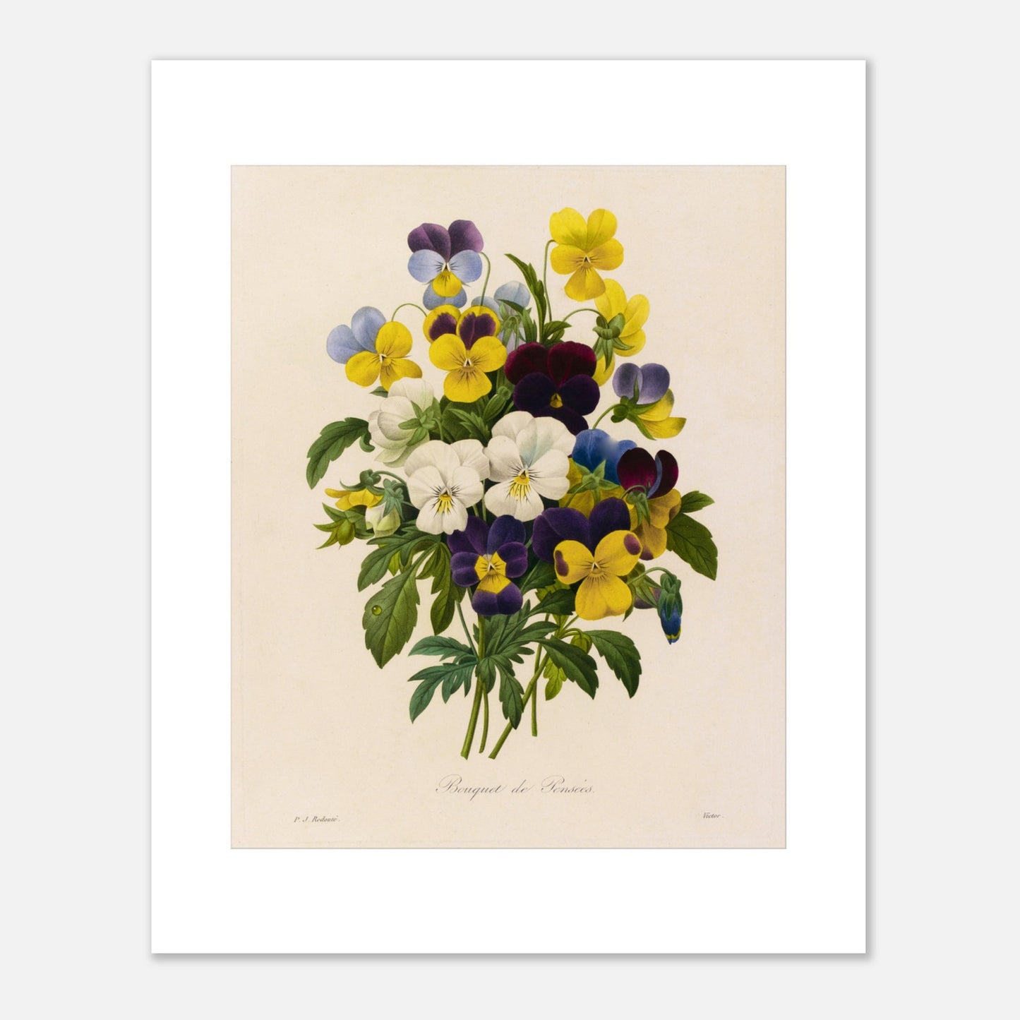 Planche botanique Bouquet de Pensées par Pierre-Joseph Redouté (40x50 cm). Reproduction d'une planche botanique ancienne de 'Bouquet de Pensées' par Pierre-Joseph Redouté, montrant un arrangement de pensées de diverses couleurs : jaunes, violettes, bleues et blanches.