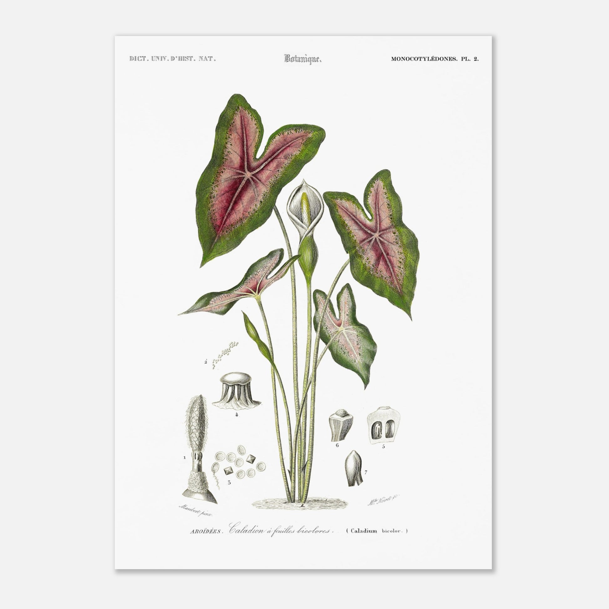 Planche botanique : Caladium à feuilles bicolores par Charles d'Orbigny (29,7x42 cm (A3)). Planche naturaliste du Dictionnaire Universel d'Histoire Naturelle montrant un Caladium à feuilles bicolores, avec des détails anatomiques.