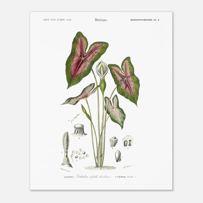 Planche botanique : Caladium à feuilles bicolores par Charles d'Orbigny (40x50 cm). Planche naturaliste du Dictionnaire Universel d'Histoire Naturelle montrant un Caladium à feuilles bicolores, avec des détails anatomiques.