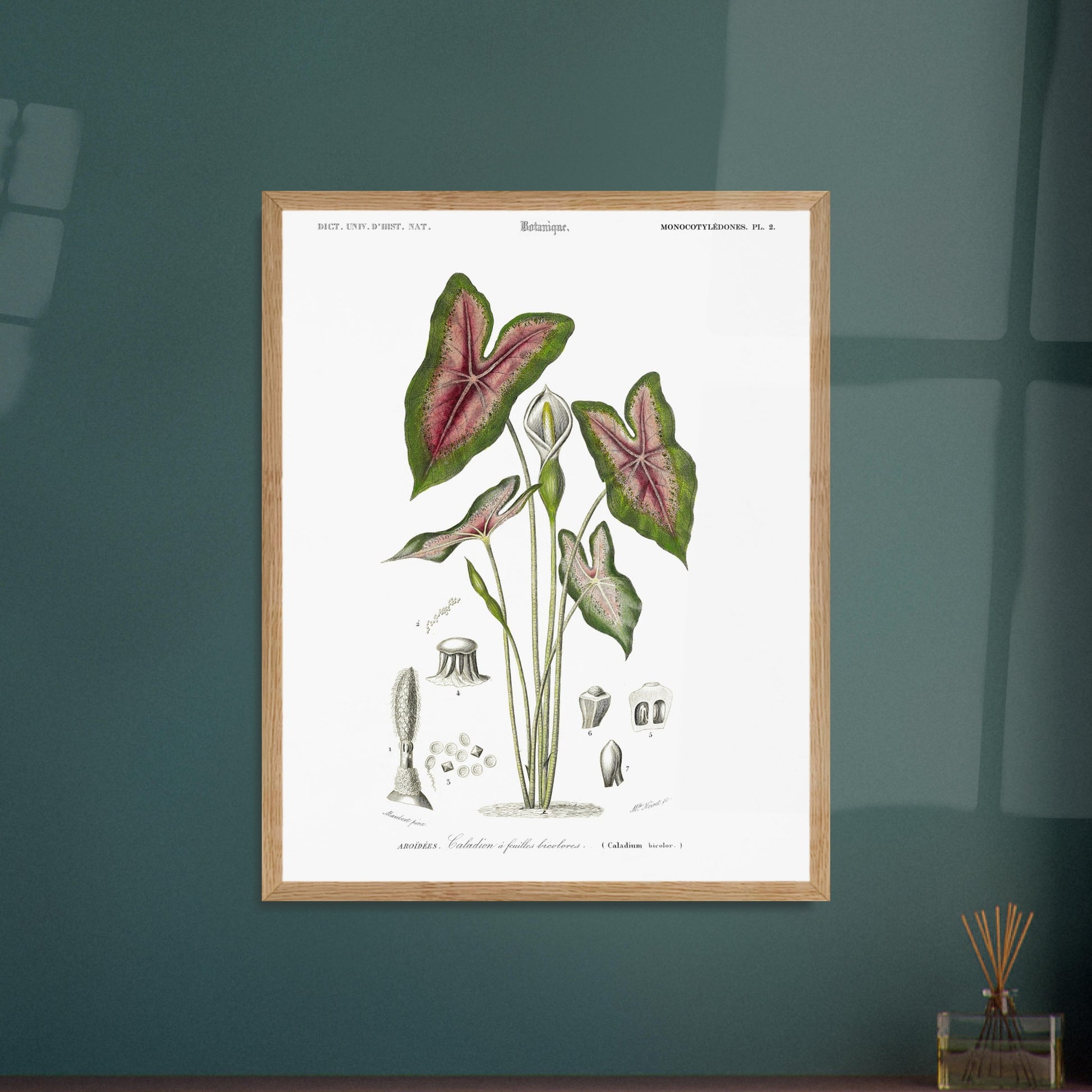 Planche botanique : Caladium à feuilles bicolores par Charles d'Orbigny. Planche naturaliste du Dictionnaire Universel d'Histoire Naturelle montrant un Caladium à feuilles bicolores, avec des détails anatomiques. Image d'illustration 5